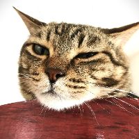 🐱にゃんゼミ｜猫雑学🐱