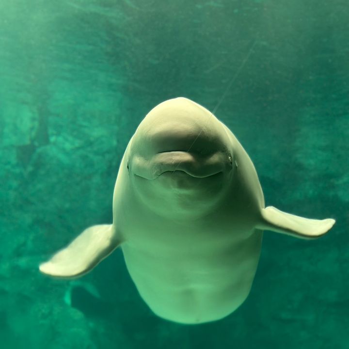 あかさたん