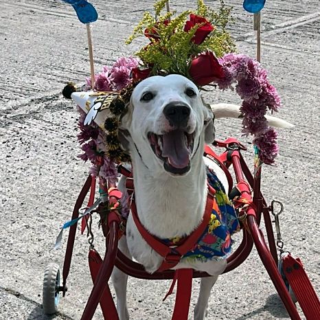 Chestereldoggy