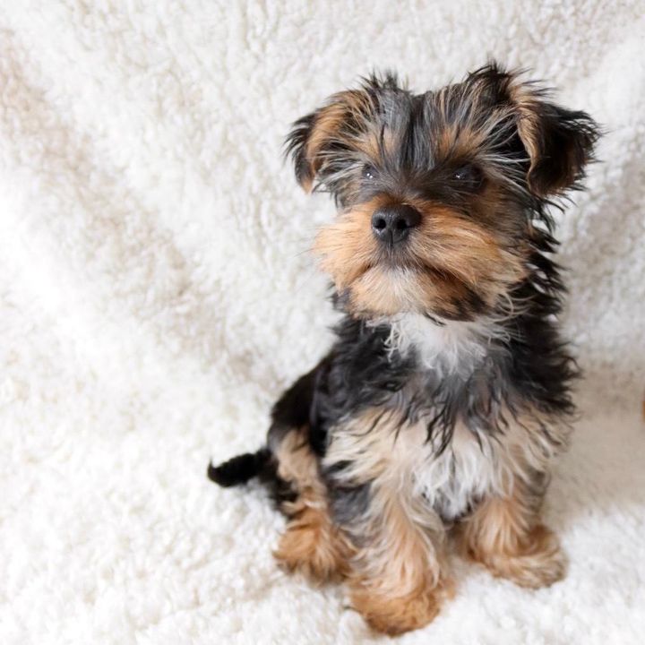 Benjie the Yorkie