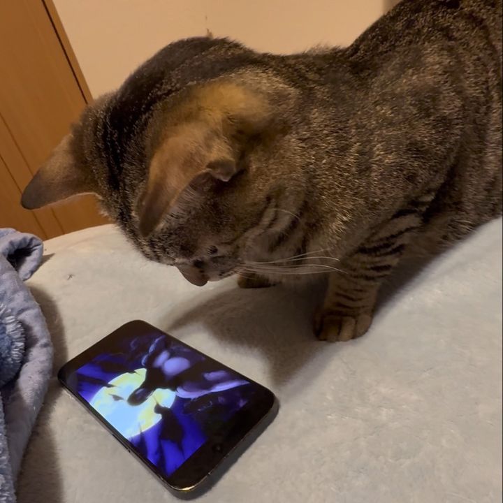 ジョジョ猫のルー