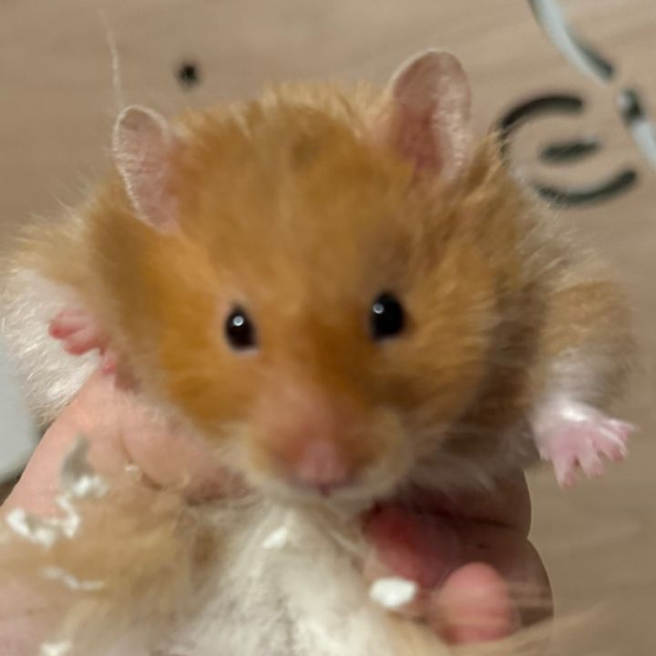 Hamilton & Lizzie 🐹