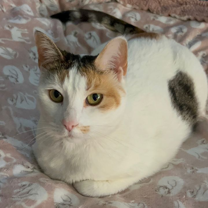 honeybunny_meow