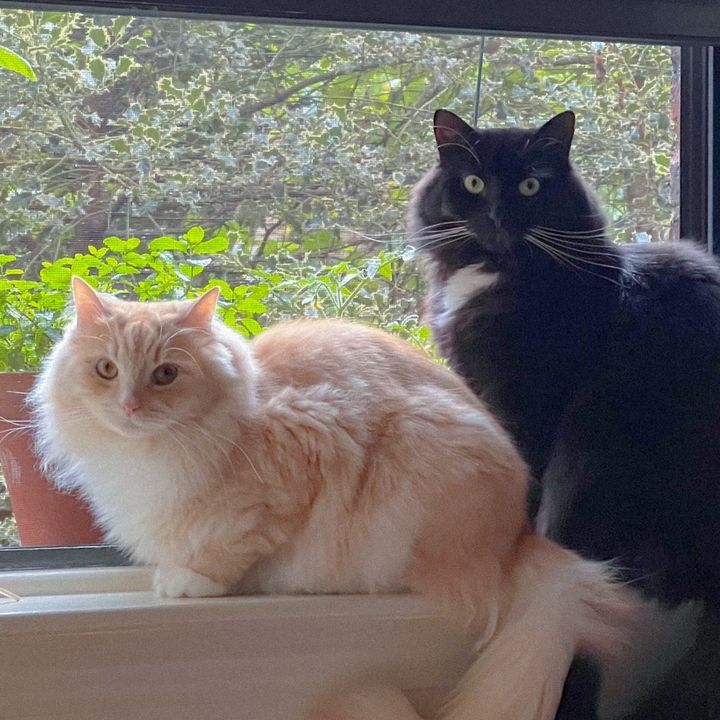 Kimchi & Mika