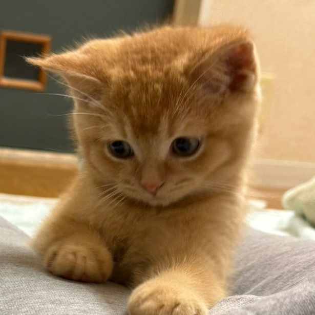 ねこをおこしたい