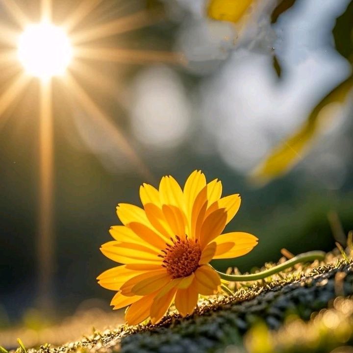AlmiS_SHOP✨️🌻💫