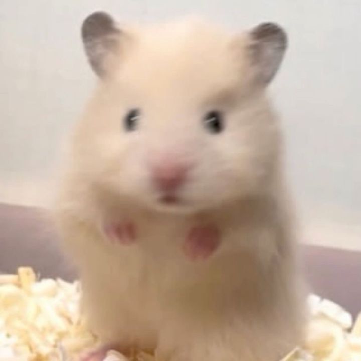 ここあ