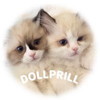 DOLLPRILL|ラグドール双子の成長日記