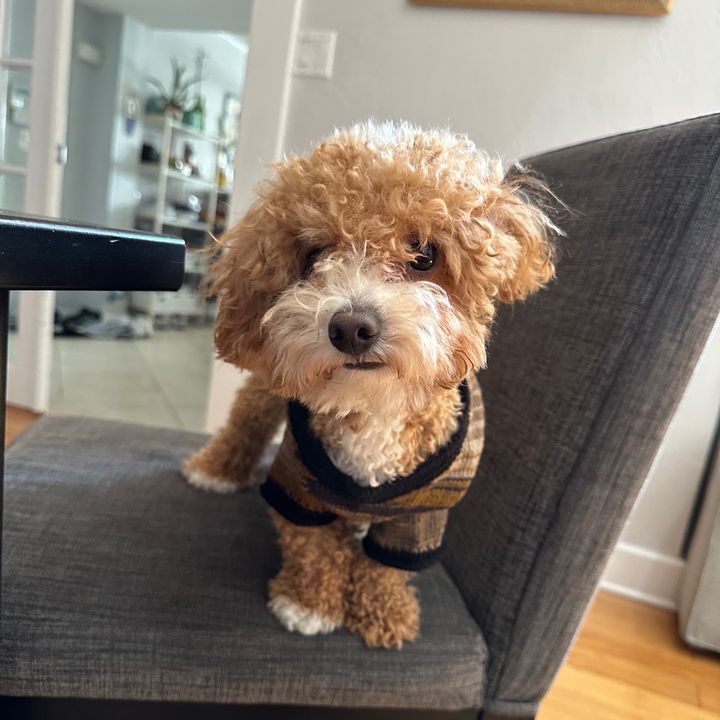 ponyo the toy poodle