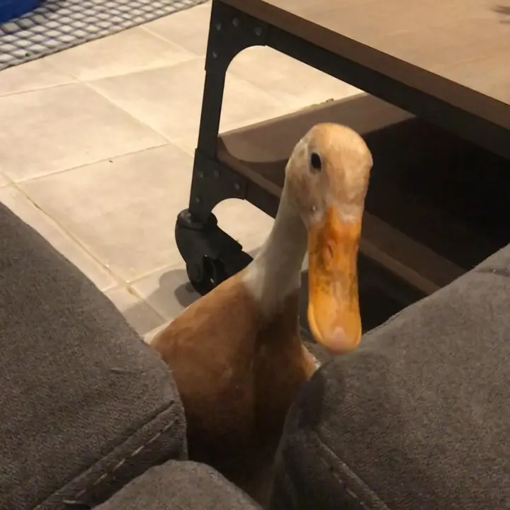 💙🦆 Jen Dowe 🦆💙