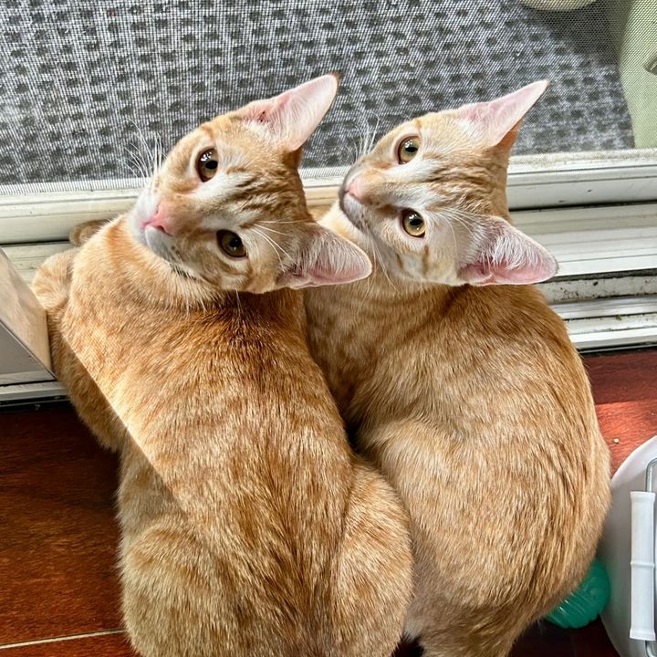 Daily_Meowcuterie