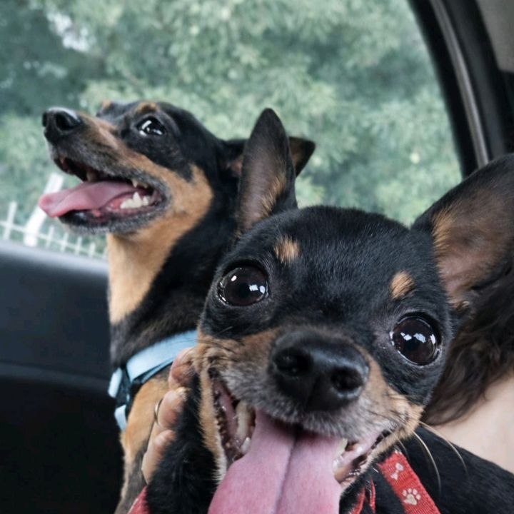 Lupy e Malu