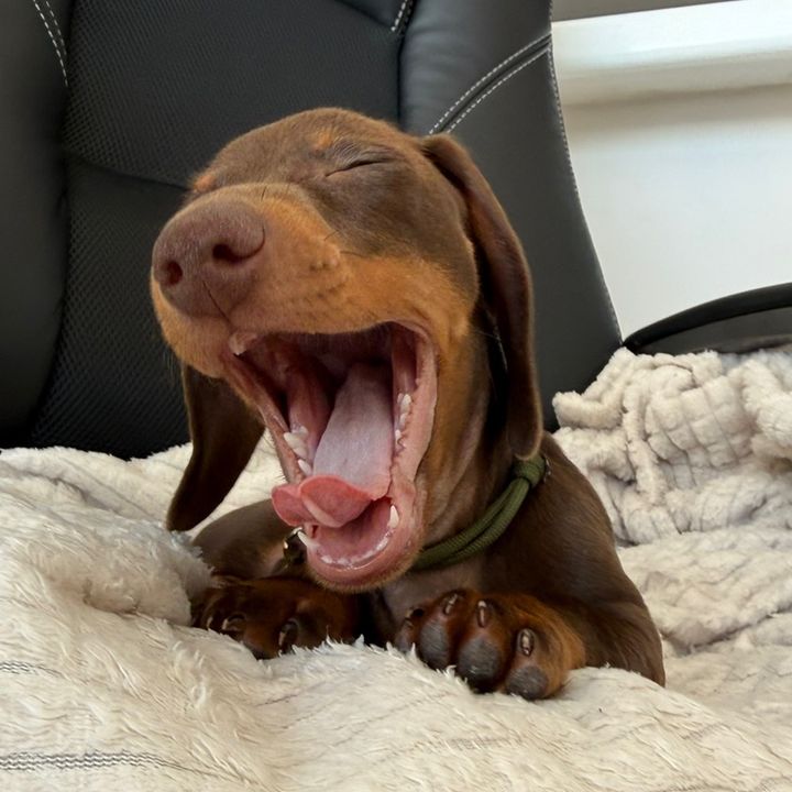 Gofio 🐾 Island Sausage