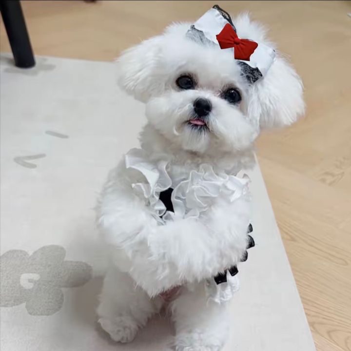 PetsGoodis