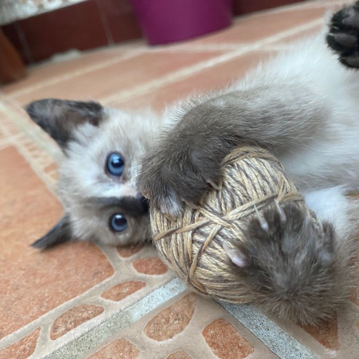 Luna 🌓