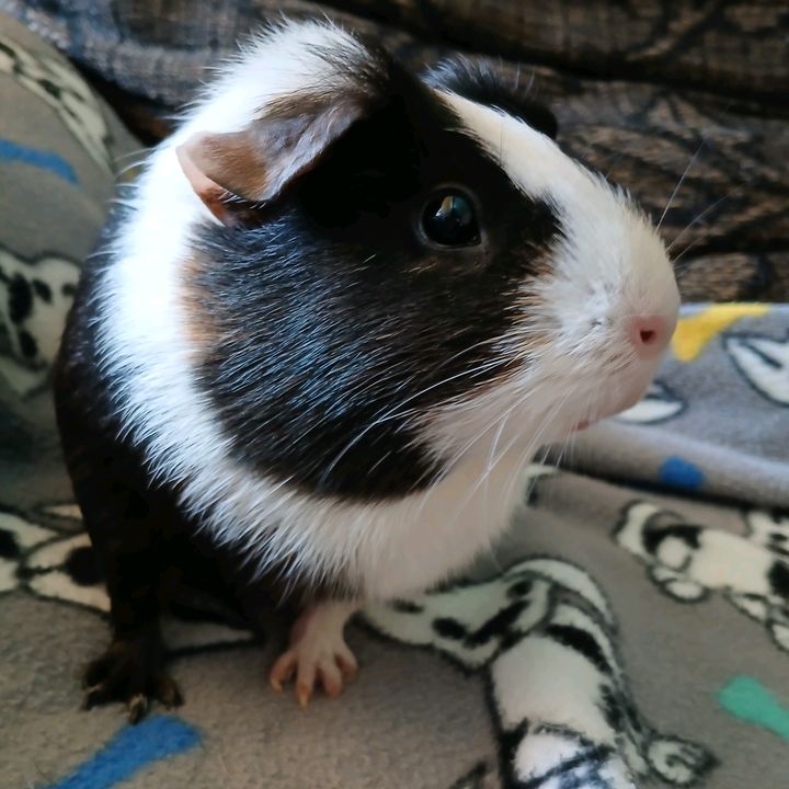 Drica