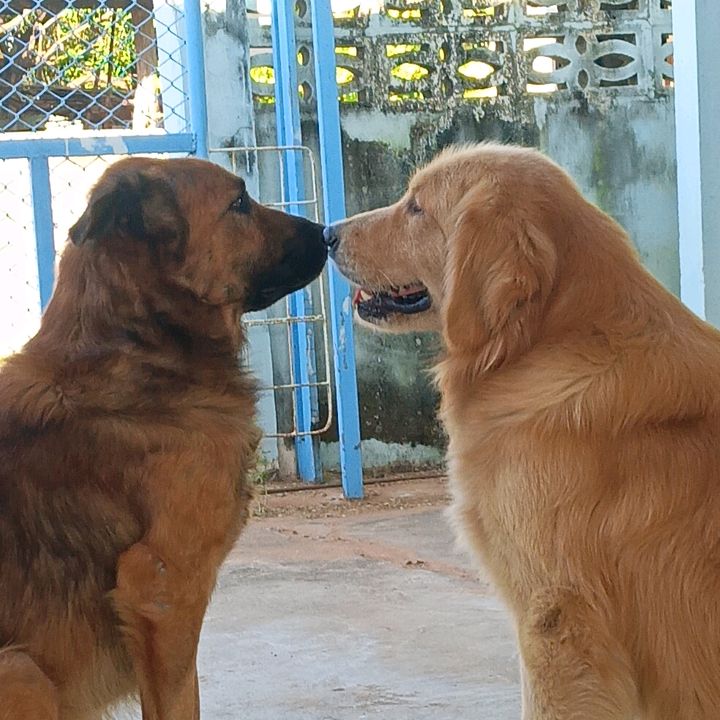 ♥️นำโชค&ปังปัง♥️