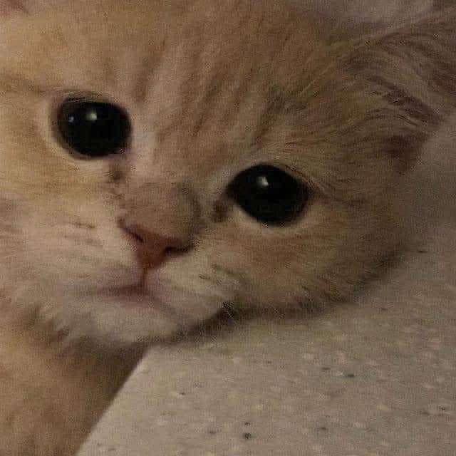 Cá nóc xinh