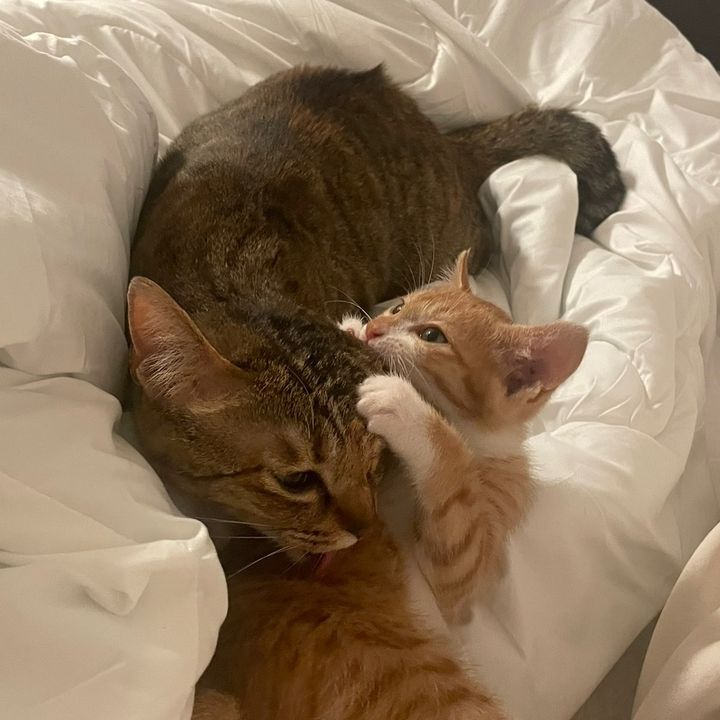 ねこ