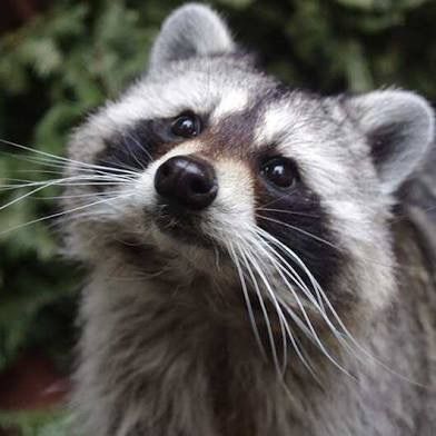 Raccoonvlogs