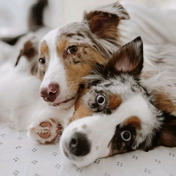 Zoe and Eva | The Mini Aussies