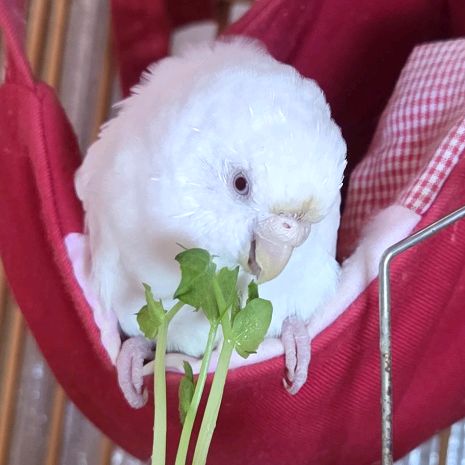 いんこちゃん