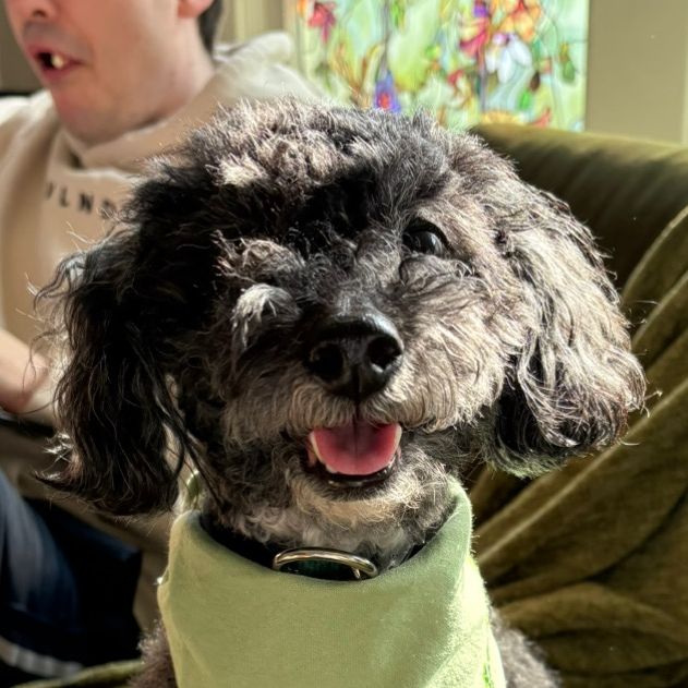 Charlie The Mini Poodle