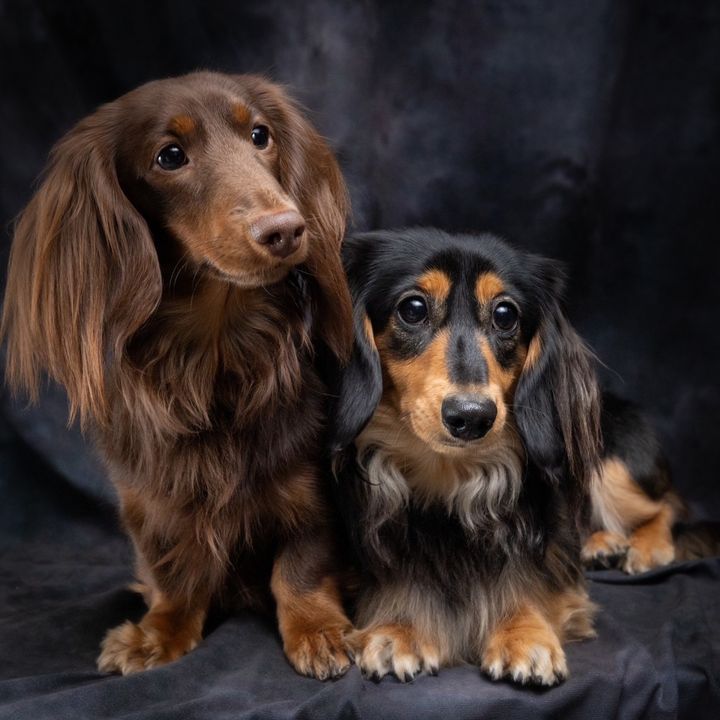 🐶短足犬の日常🐶