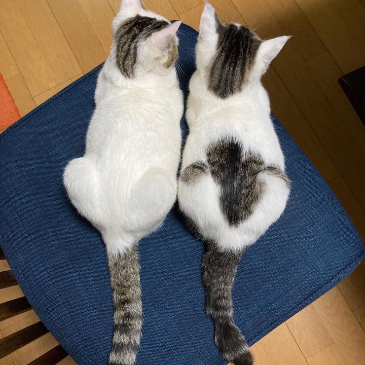 まみぃ