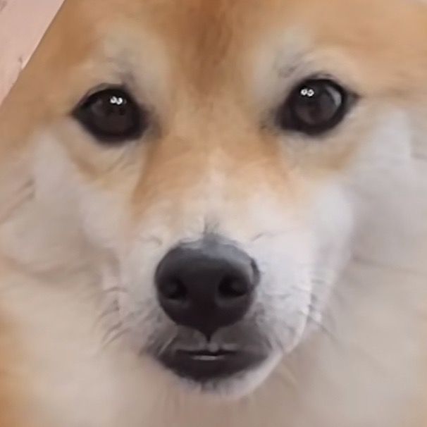 るるたん🐕 ͗ ͗