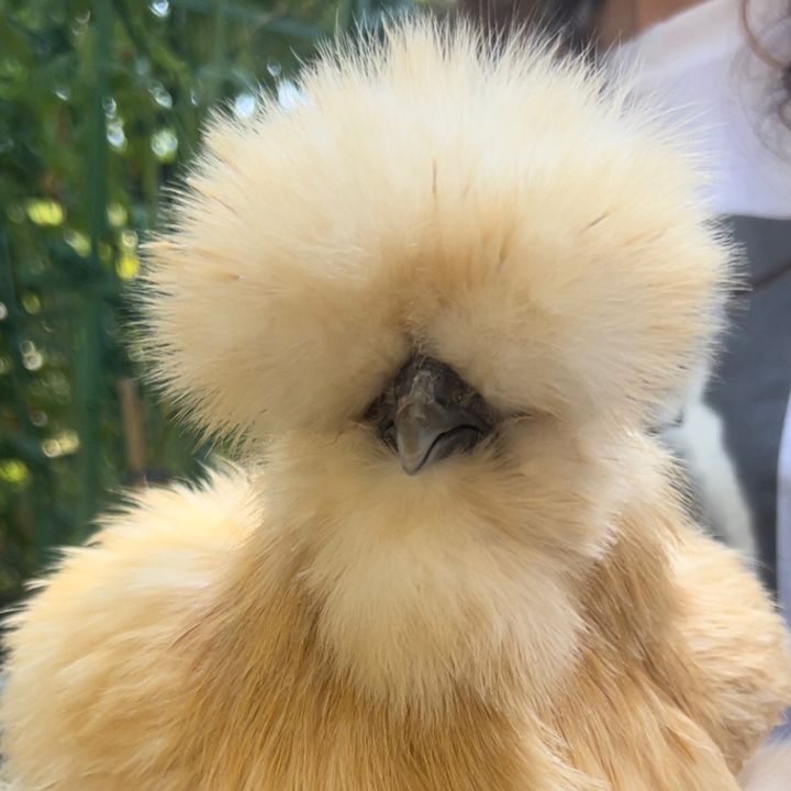 Silkie Chickies