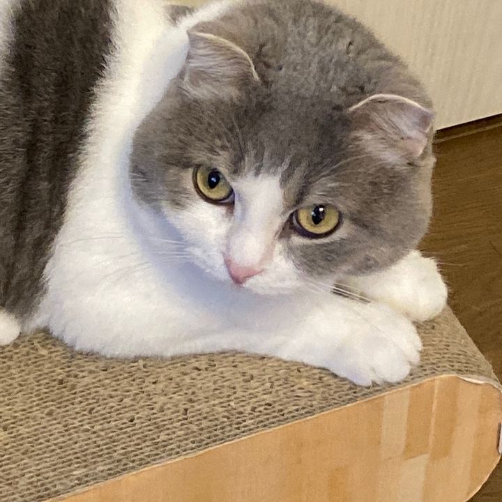 おっとりマル