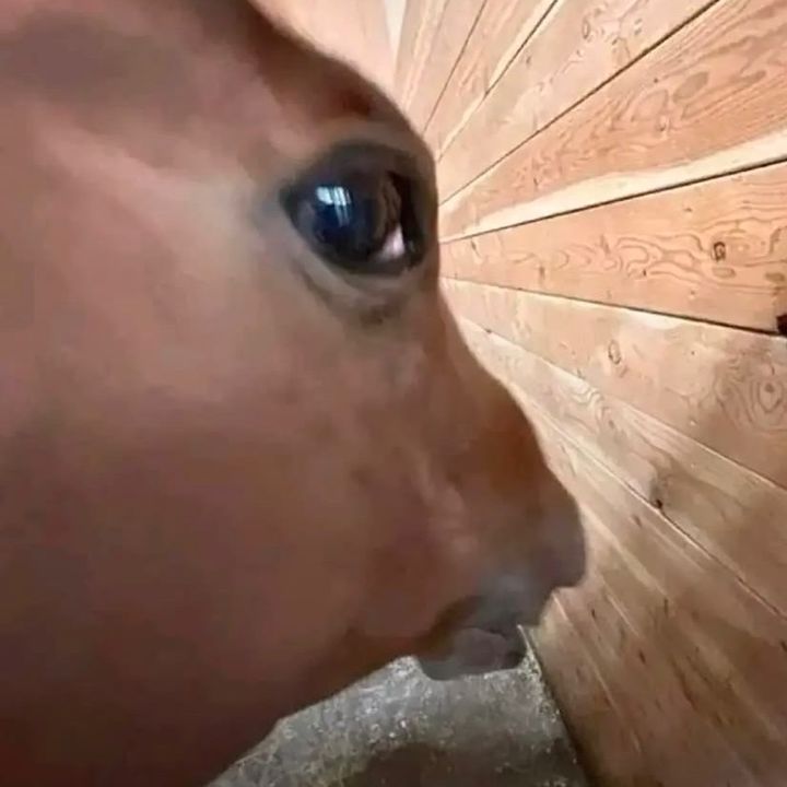 🎪