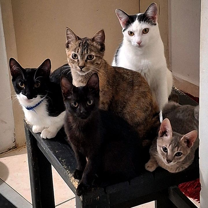 Gatinholandia
