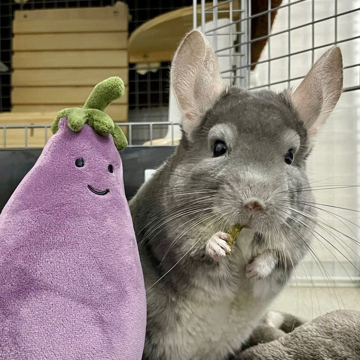 チンチラのなすび🍆