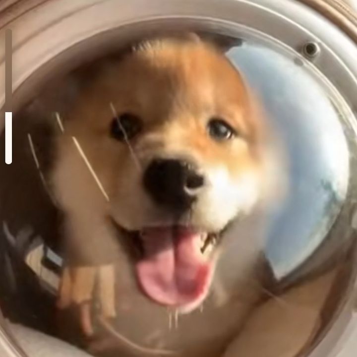 あいぬちゃんねる