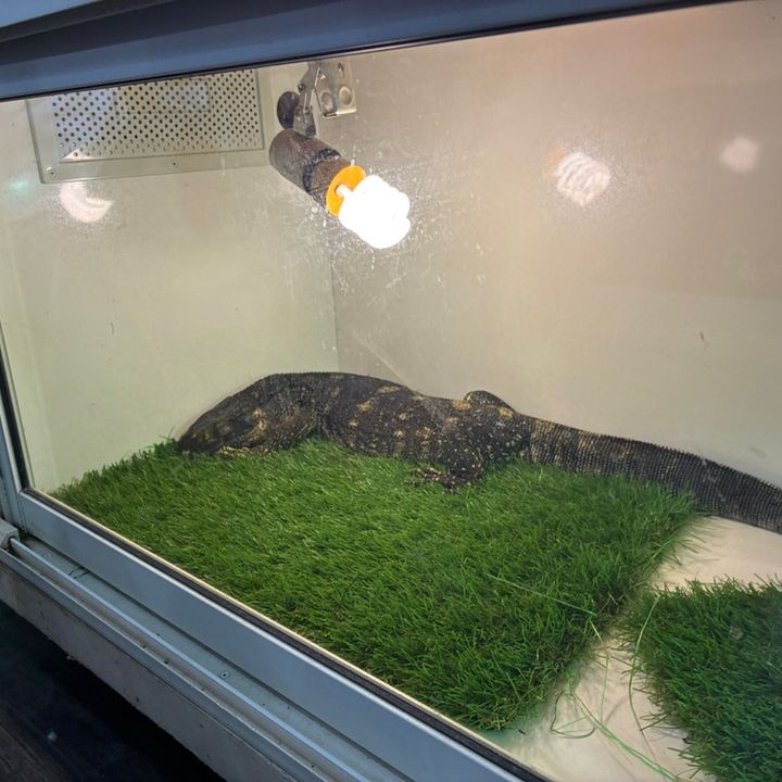 🐍kaito Leopa🦎