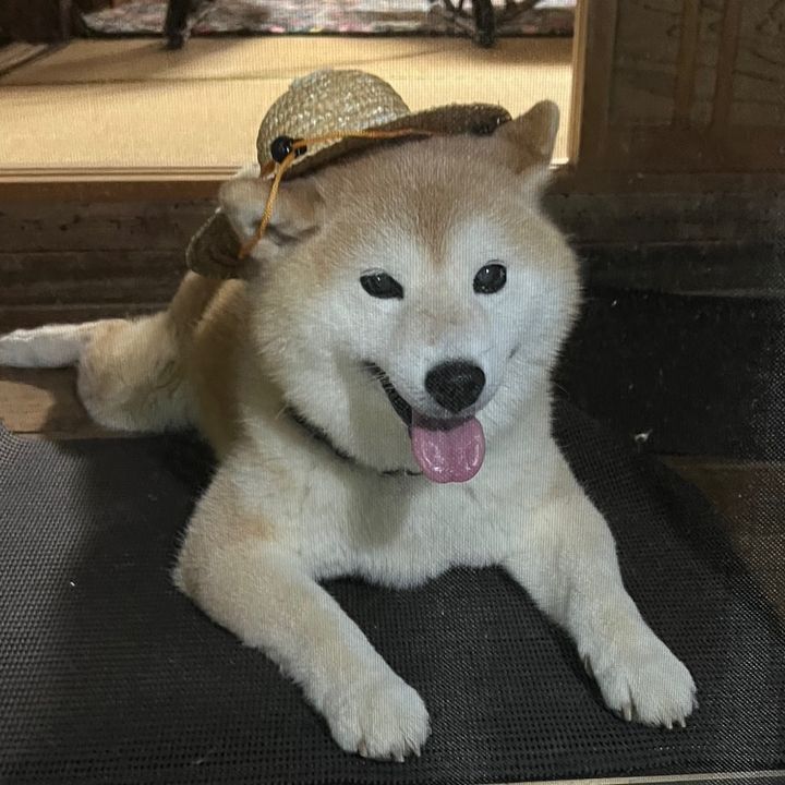 超優良健康個体