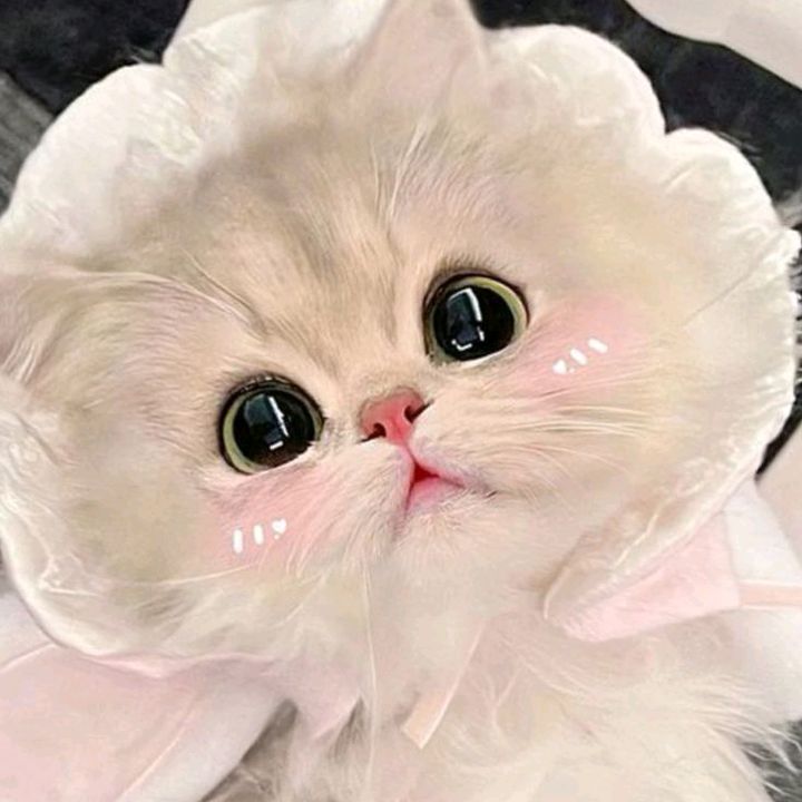 ชาไทยเลิฟเวอร์🌷