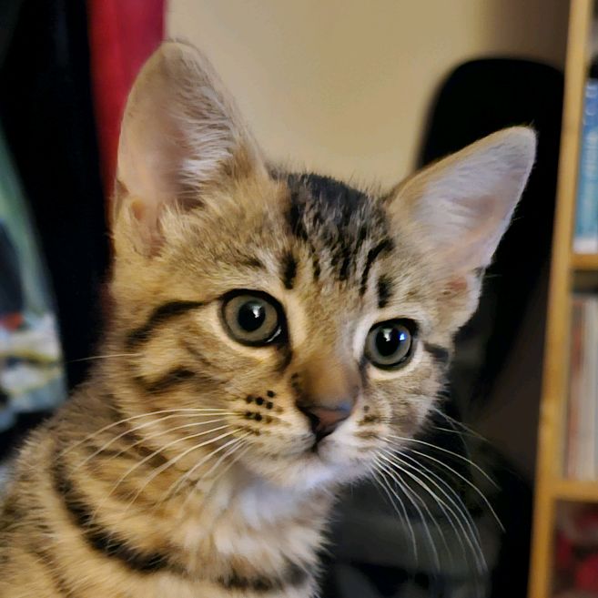 Jinx 🐾