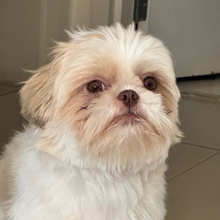 Freudinho