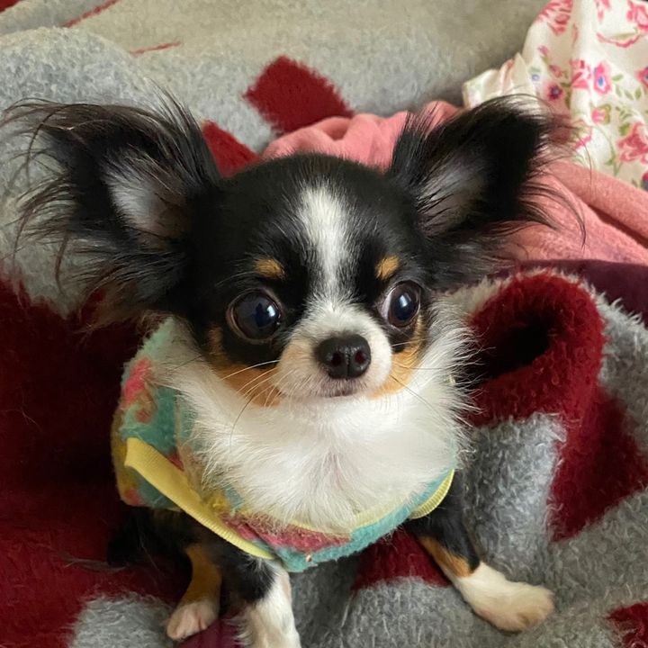 Chihuahua Pandora