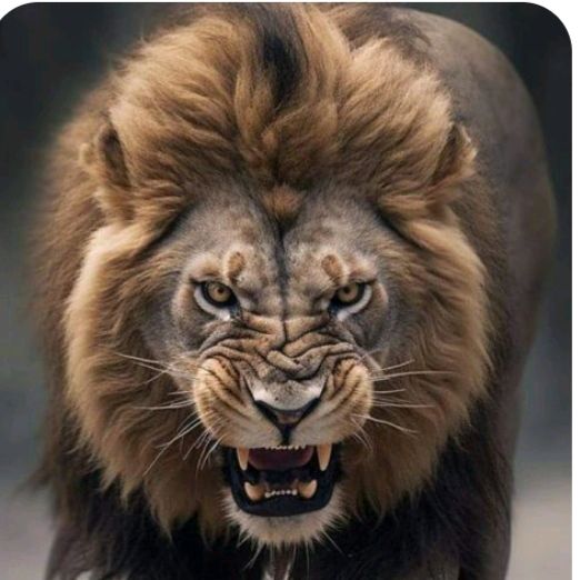 🎞️ LEÓN III 🎞️