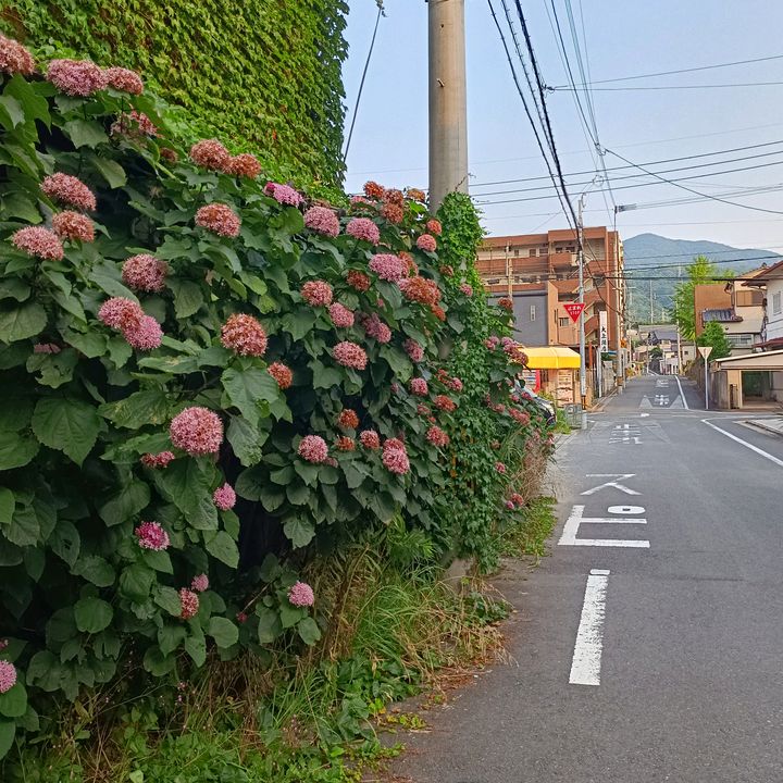 PinkPannPlanet