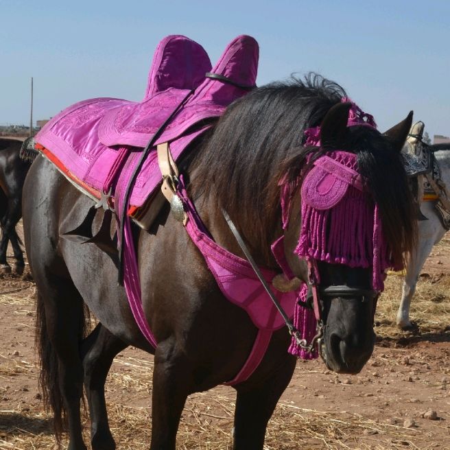 عشاق الخيل وفن التبوريدة
