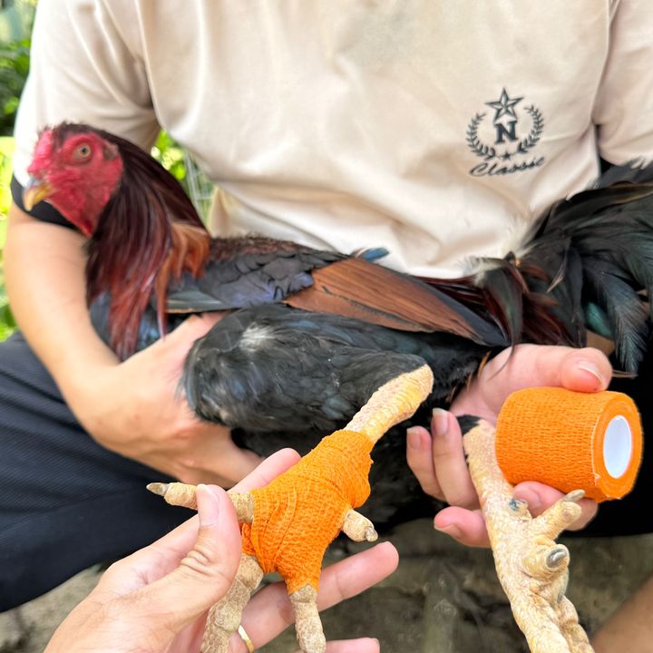 Bác Sĩ Gà Kiệt
