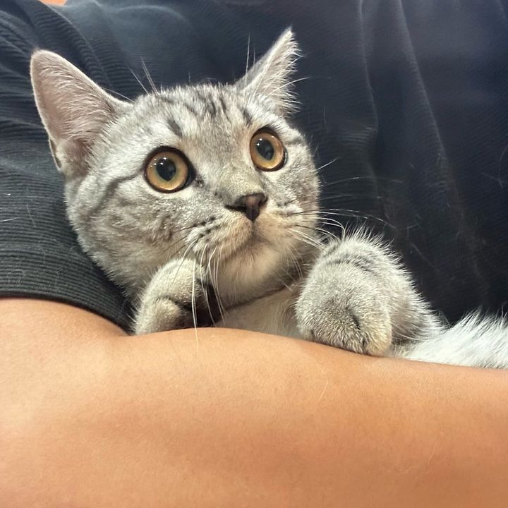 Ella