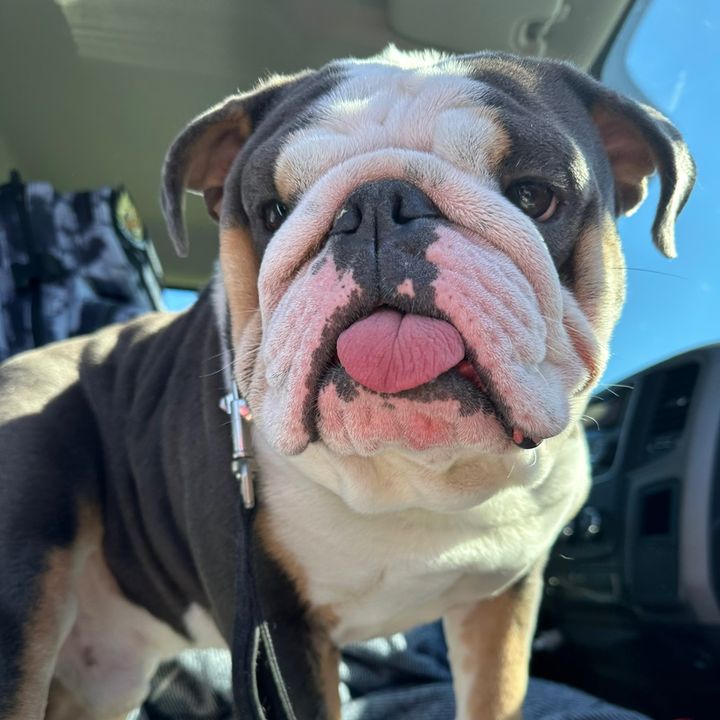 Blu The Bulldog