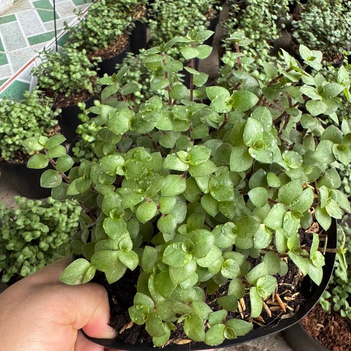 CÂY THUỐC QUANH TA 🙏