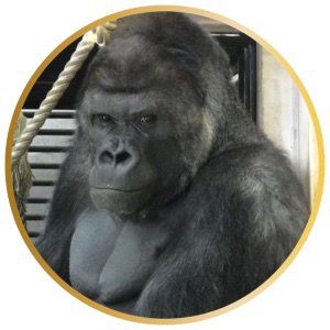 japan.gorilla.family